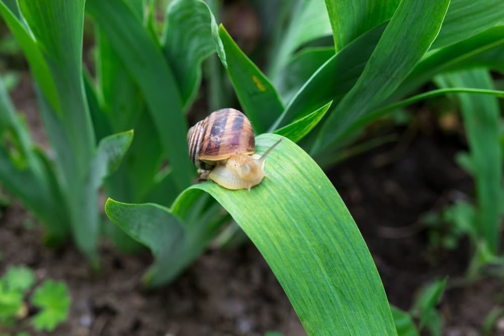 a snail shown on the long leaf of a bearded iris