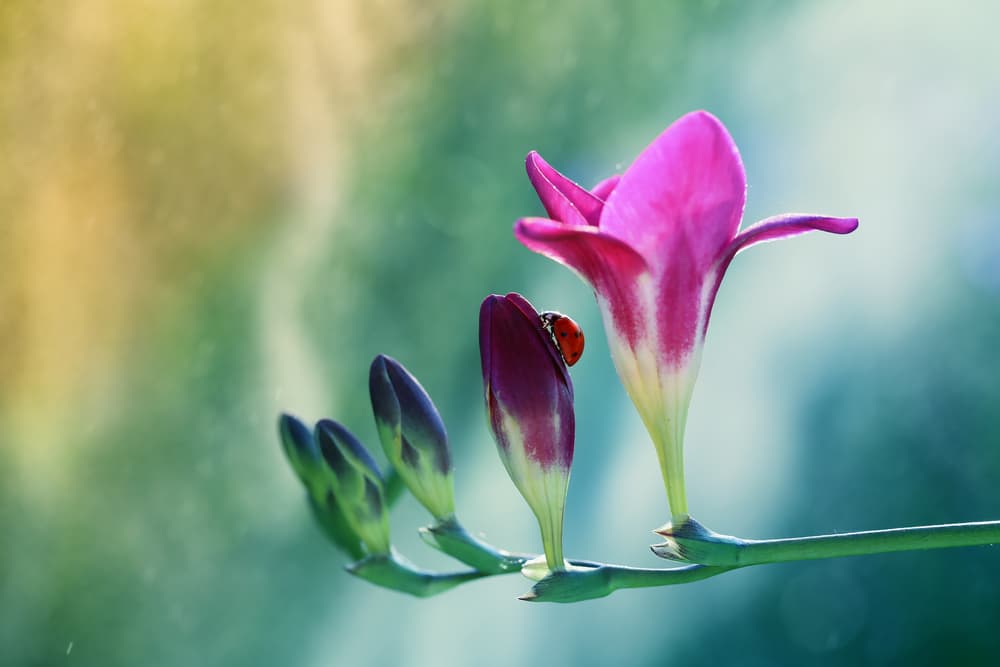 a ladybird sat on the white and pink flowers of freesia