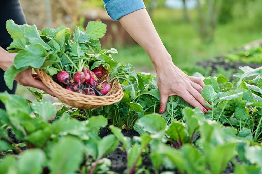 hand shown pulling up radishes and placing them in a wicker basket