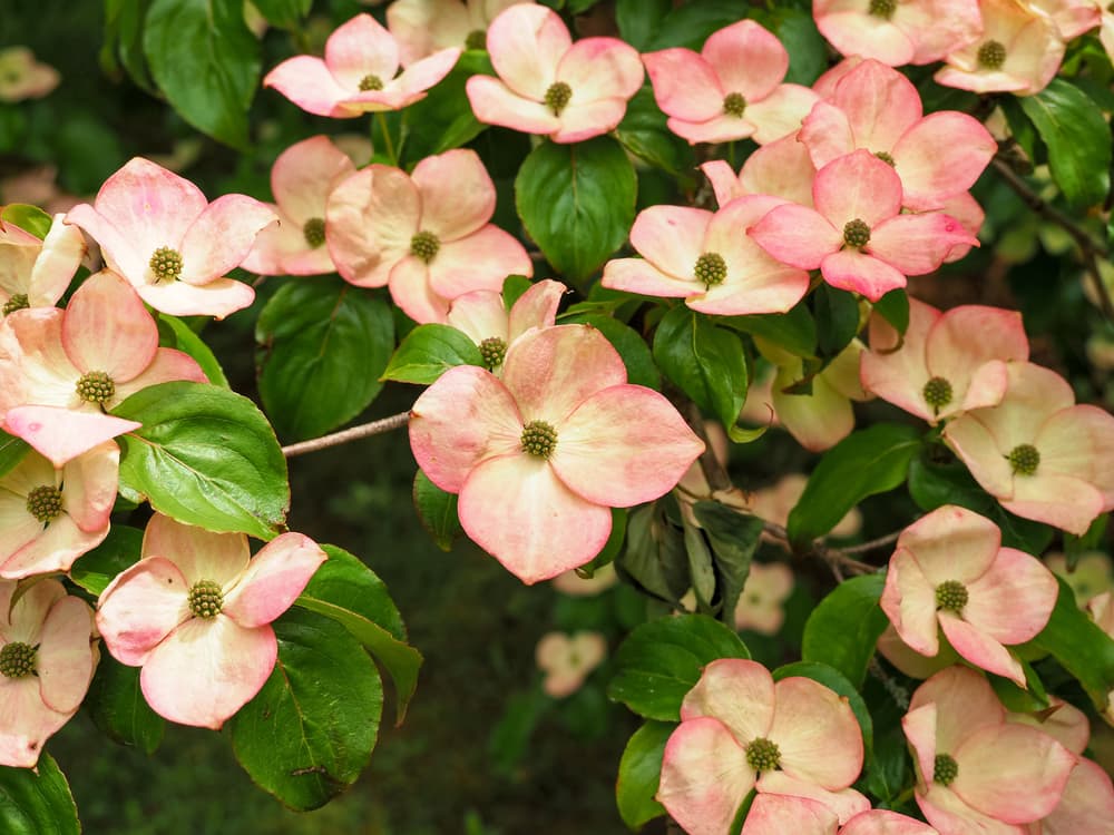 white and pink flowers of C. Kousa ‘Miss Satomi’