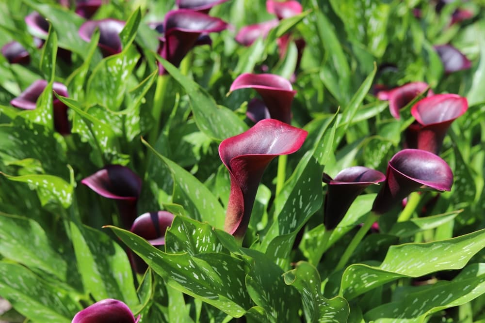 dark border on burgundy coloured flowers of Zantedeschia aethiopica