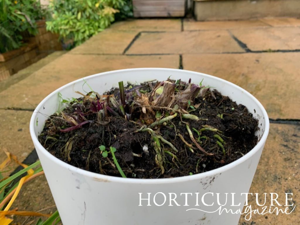 a potted agapanthus in a white container on a patio that has been fully cut back for the winter