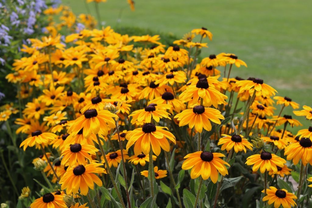 yellow flowering black eyed susan growing in a garden border with a lawn in the background