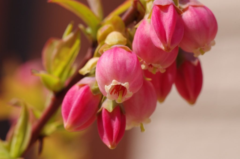 close-up of the round pink flowers from a vaccinium 'sunshine blue' plant growing from a red stem
