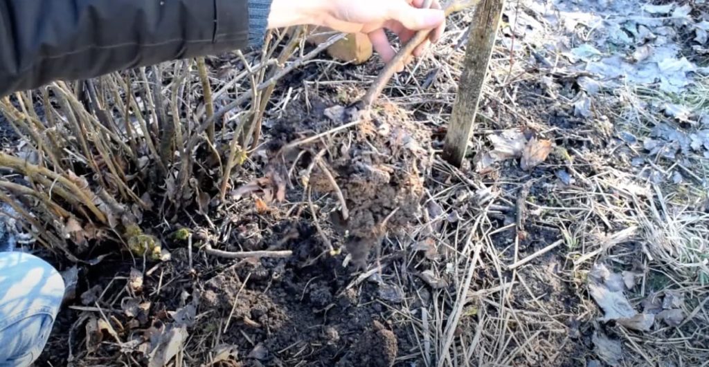 a newly propagated shrub being held out of the soil by a gardener