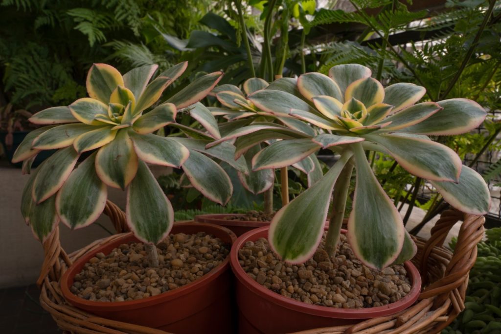 potted tree houseleeks growing in containers in a tropical greenhouse