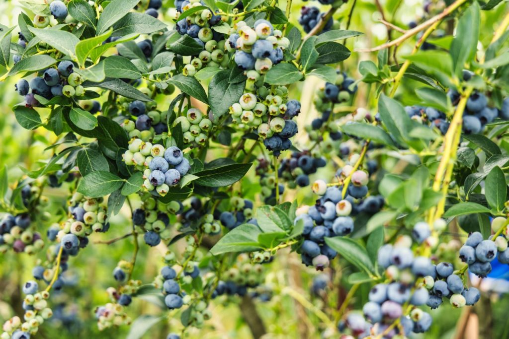 large blueberry bush bearing unripened green and ripe blue round fruits