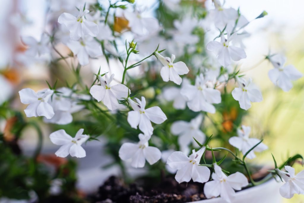 lobelia ‘Laguna White’ plant with white flowers growing in a container outside
