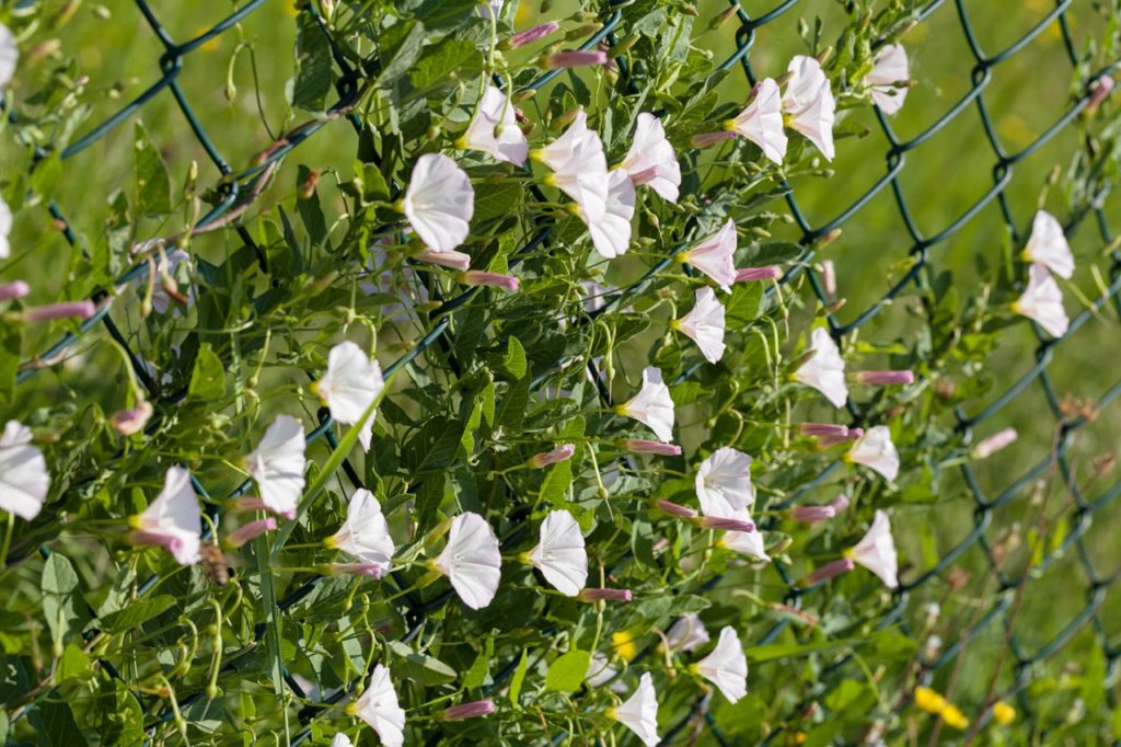 Calystegia sepium plant that is growing against a wire fence outside