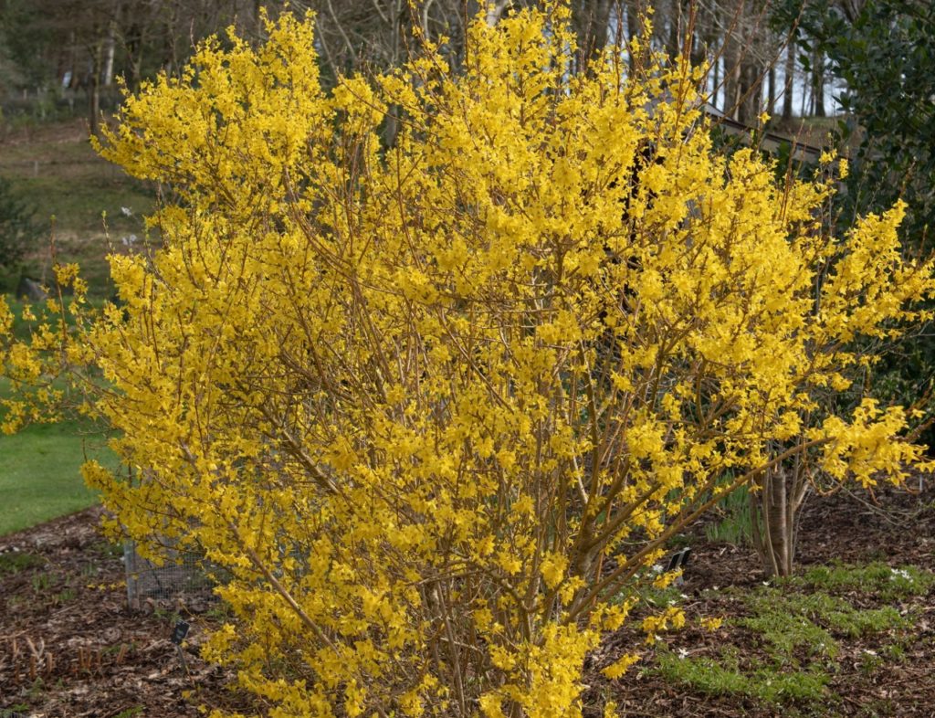 forsythia x intermedia 'Spectabilis' shrub growing outdoors in front of other shrubs and trees