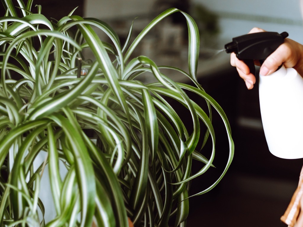 a spray bottle being used to mist the leaves of a chlorophytum growing indoors
