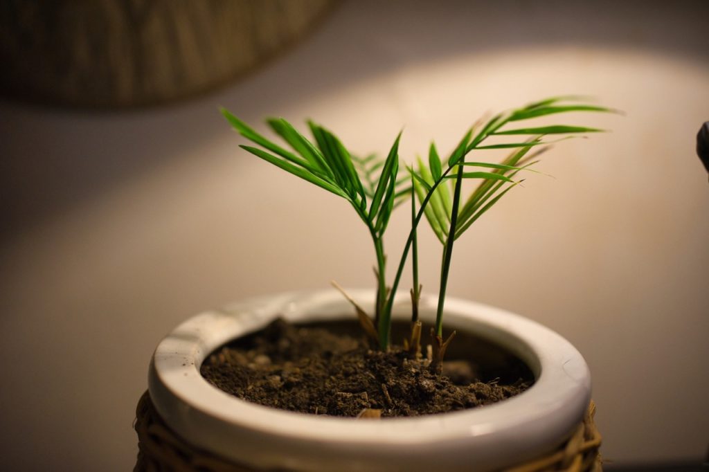 an Dypsis lutescens seedling growing in a small pot under a light