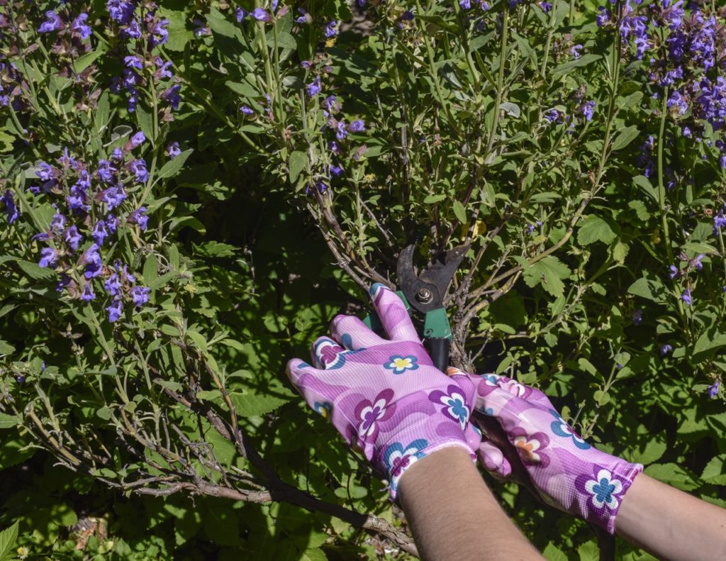 a purple flowering sage shrub being pruned by a pair of secateurs
