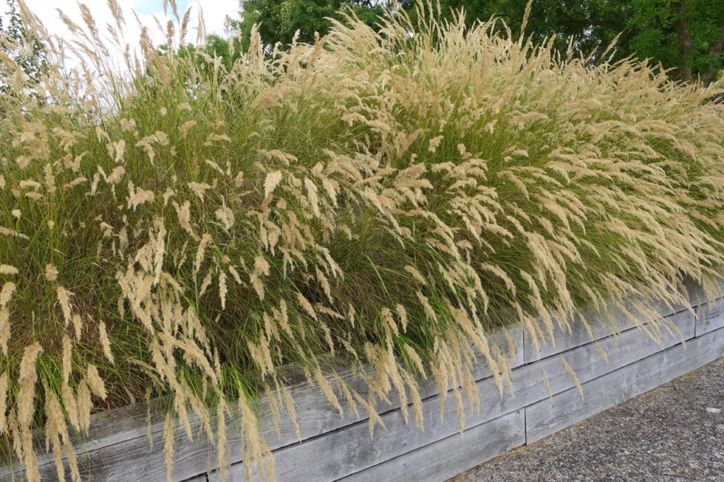 lots of cream flowering Stipa tenuissima plants growing side by side in a raised garden bed that is bordering a path outside