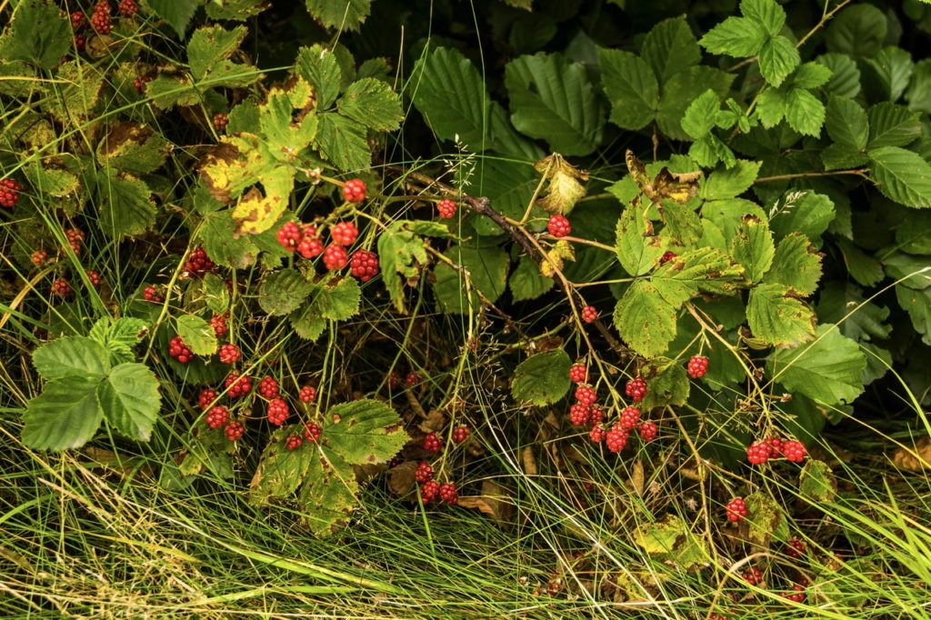 unripe red fruits growing on a mulberry shrub