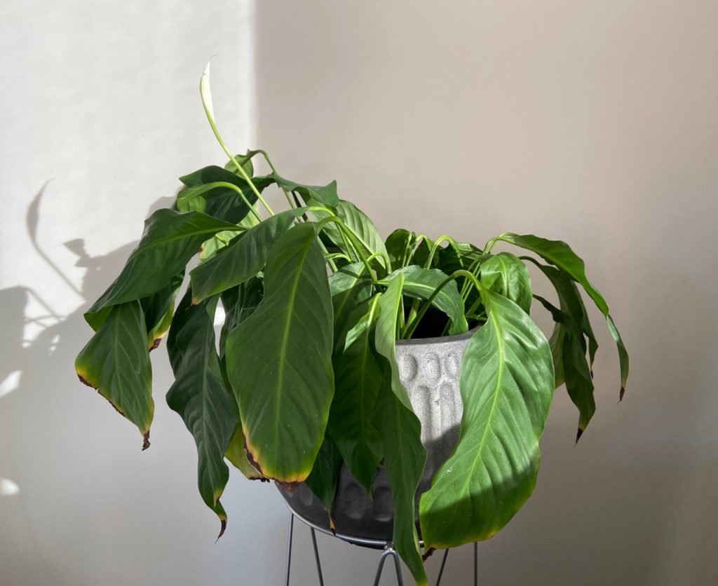 peace lily with wilting leaves growing in an individual pot in an isolated corner of a room