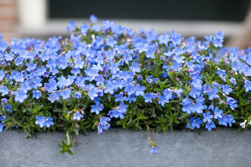 blue flowering lobelia plant growing in a wide container