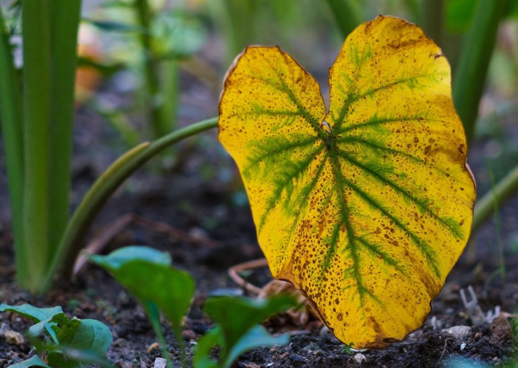 elephant ear plant with a leaf wilting and turning yellow