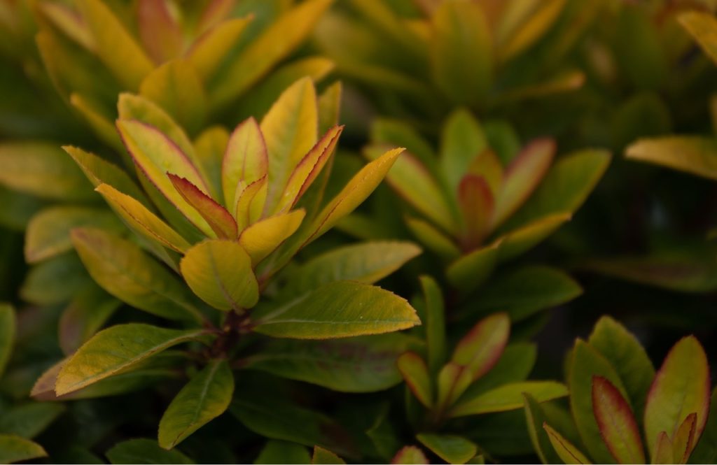 the red-tinged green leaves of an escallonia 'glowing embers' shrub