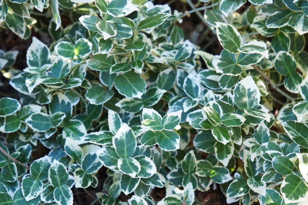 euonymus fortunei 'Emerald Gaiety' with white and green variegated leaves