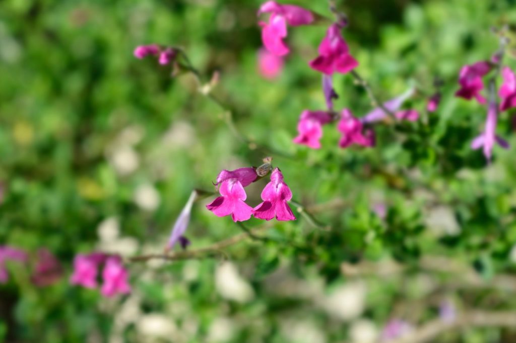 salvia shrub bearing small pink flowers growing from tall stems outdoors