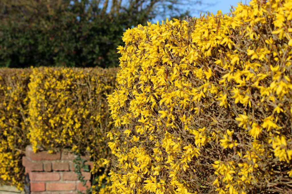 freshly trimmed forsythia hedges with yellow flowers starting to emerge on a sunny day
