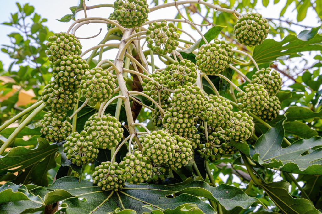 the green flower buds of a Japanese Aralia growing outside with big green leaves