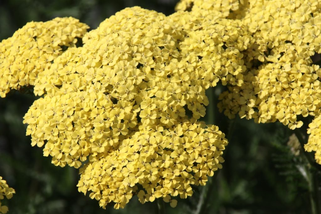 creamy-yellow 'credo' yarrow growing outside