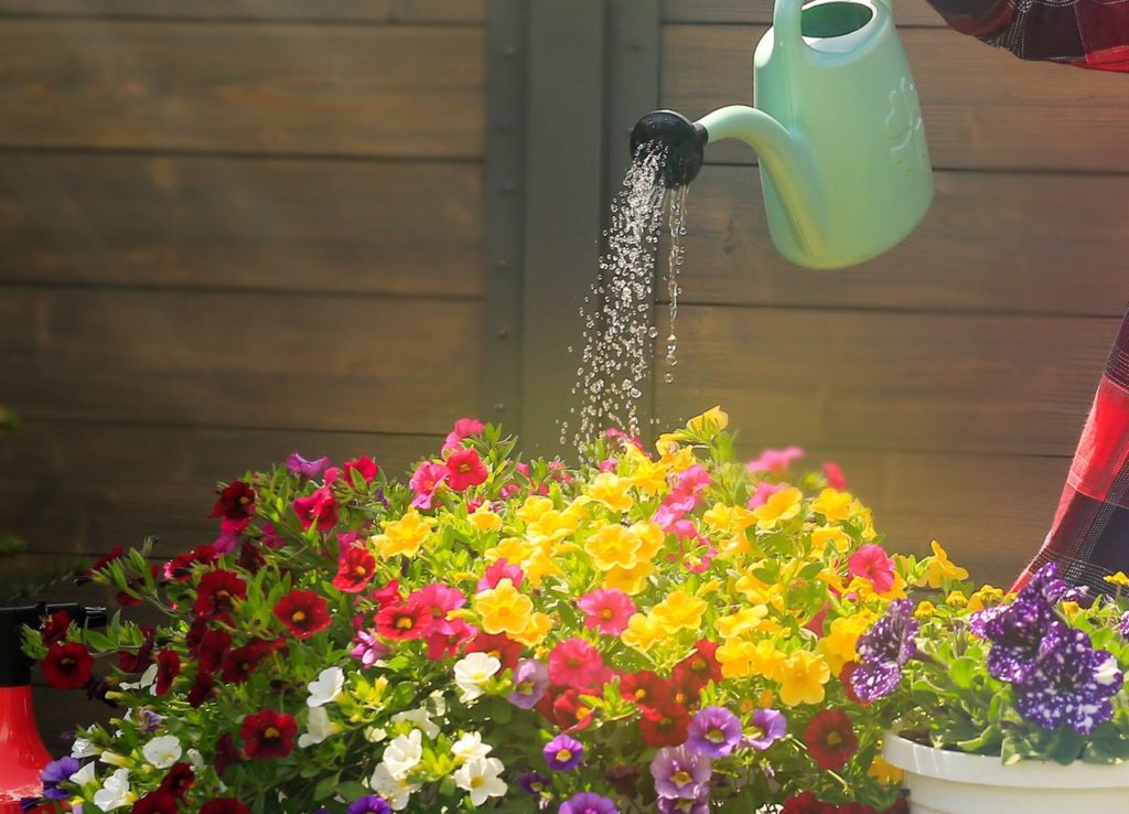 a bed of yellow, red, white, pink and purple flowering Calibrachoa 'Million Bells' plants being watered