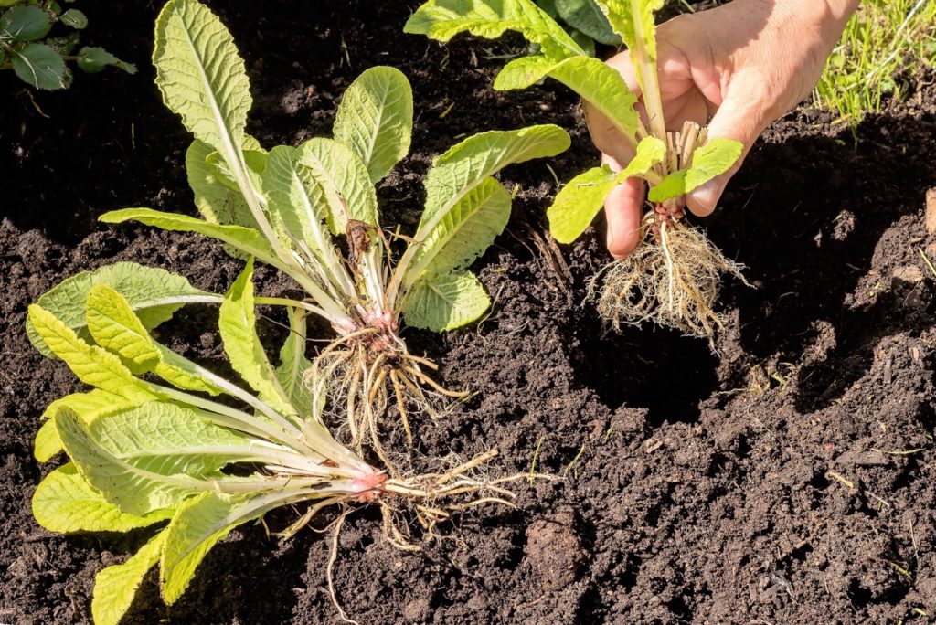 someone planting out primrose seedlings into a hole in the ground outdoors 