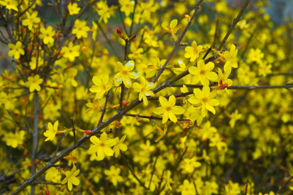 jasminum nudiflorum shrub with star-shaped yellow flowers and red flower buds growing from its branches