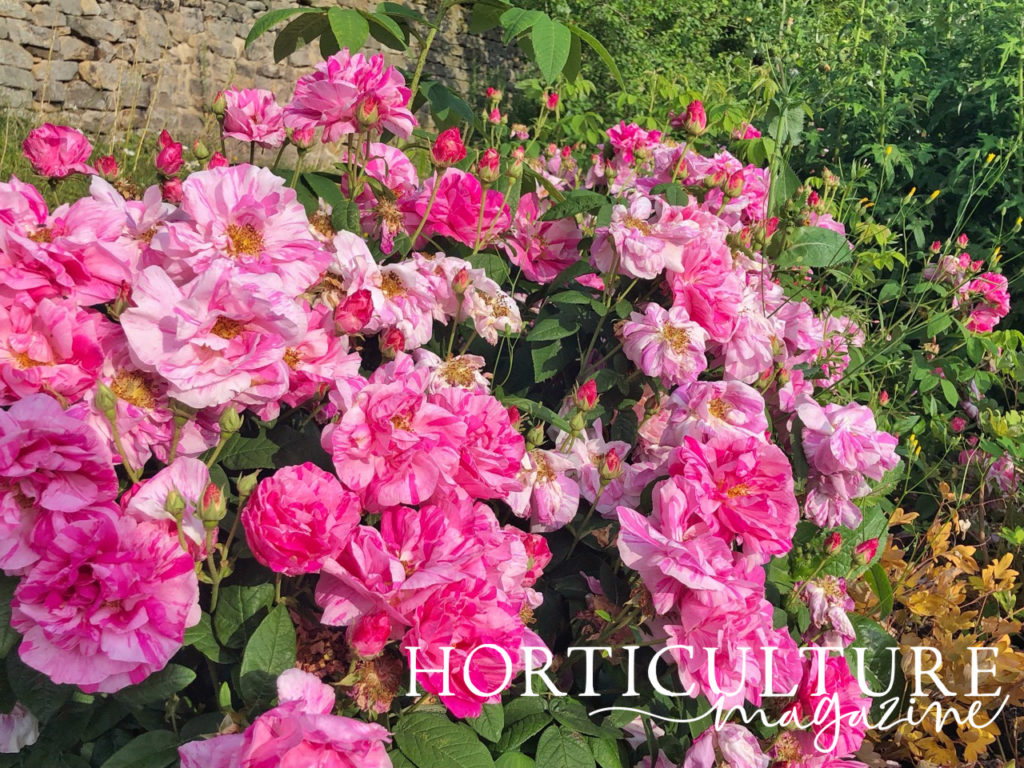 lots of pink flowering roses with stripy  petals growing outside in front of a stony wall