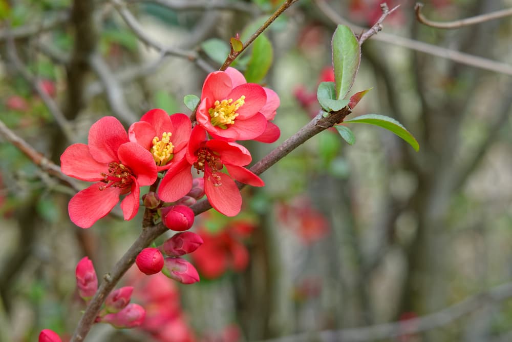 red and yellow blooms of weigela with fresh leafy growth