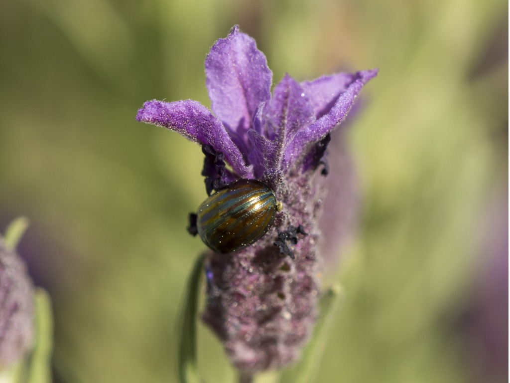 a browny-green metallic beetle on the flower of a lavender plant