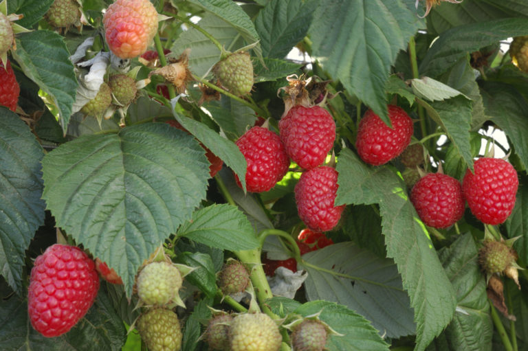 Raspberry Plant Care & Growing Guide Horticulture.co.uk