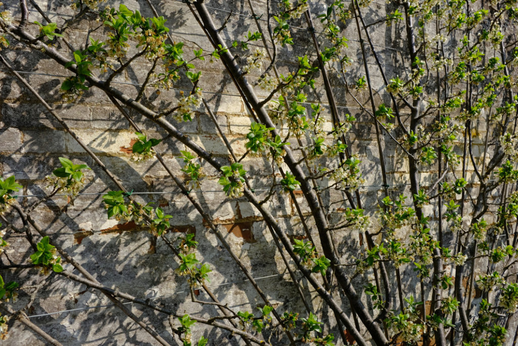 a fruit tree that has been fan-trained growing against a brick wall