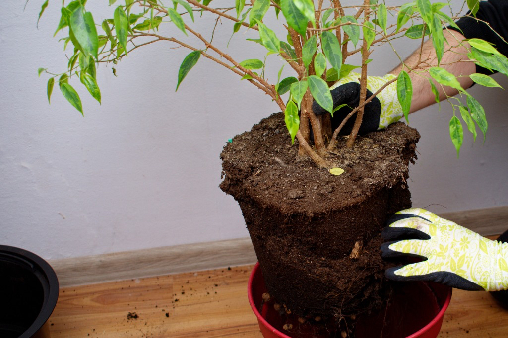 gardener repotting a fig plant, lifting it out of its container to reveal the soil and roots