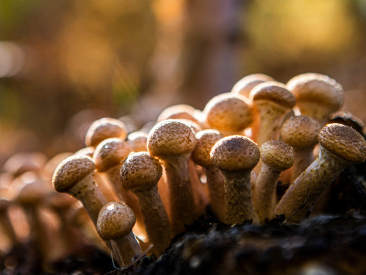 How To Identify & Treat Honey Fungus Horticulture.co.uk