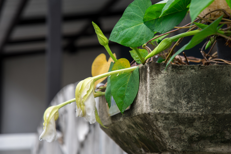 potted ipomoea alba with withered white flowers covered in rain growing outside