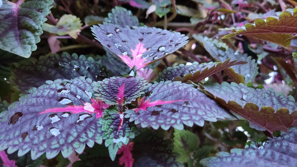 purple and blue variegated painted nettle plant covered in droplets of water