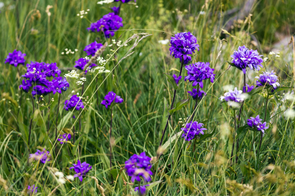 campanula glomerata with purply-blue flowers growing in tall grass with other white flowers