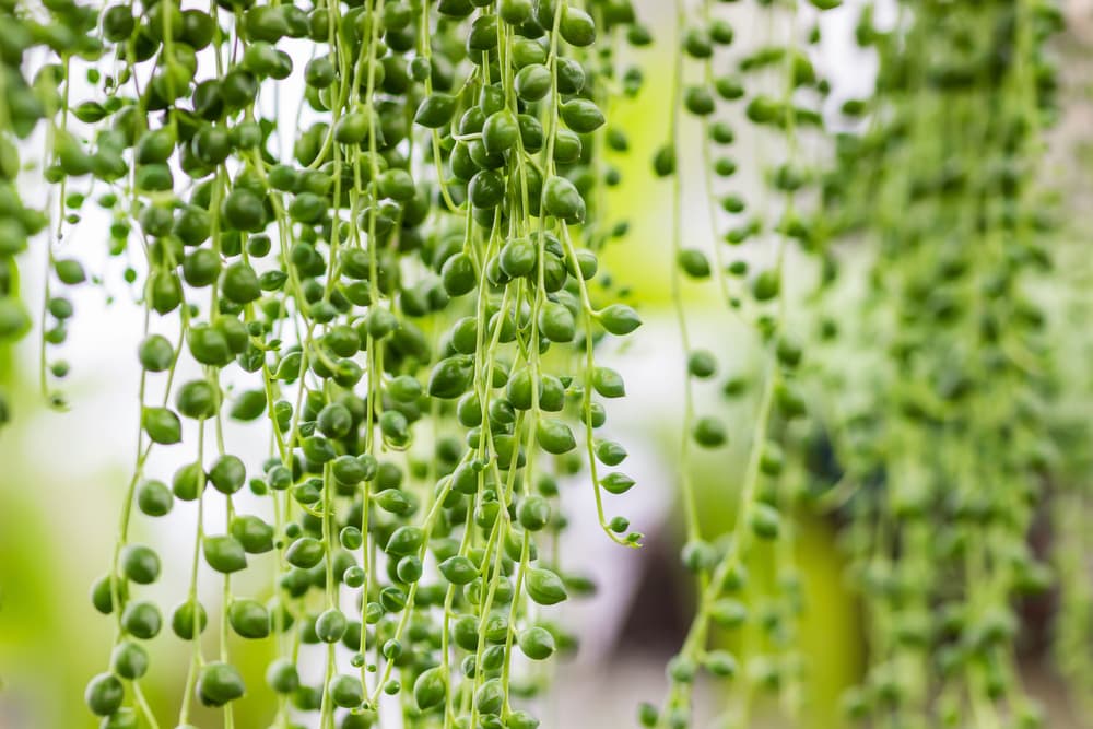 Senecio rowleyanus beads hanging vertically down