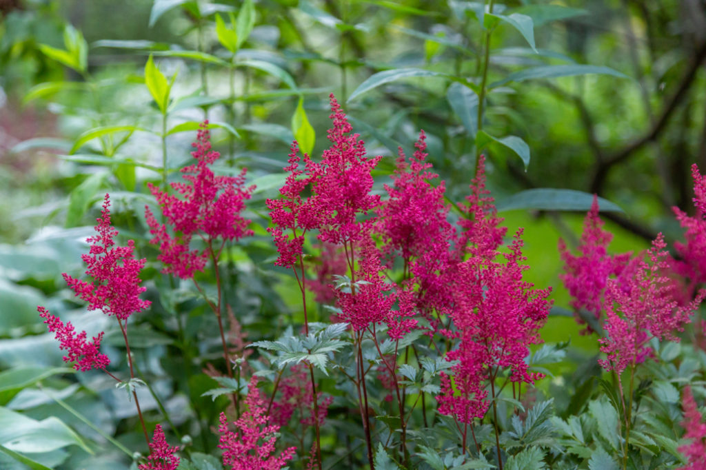 astilbe chinensis var. taquetii 'Superba' with pink flowers growing outdoors with tall stems bearing leaves in the background