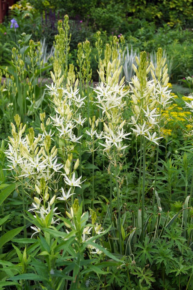 white flowering camassia in a garden border