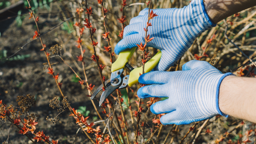 someone using secateurs to prune the stems of a spiraea japonica growing outside in the winter