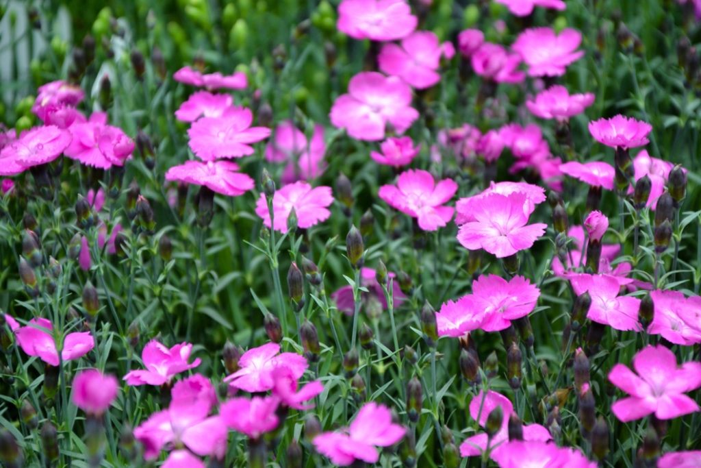 pink carnations with dark green foliage and some buds that have not yet opened growing in a field outside
