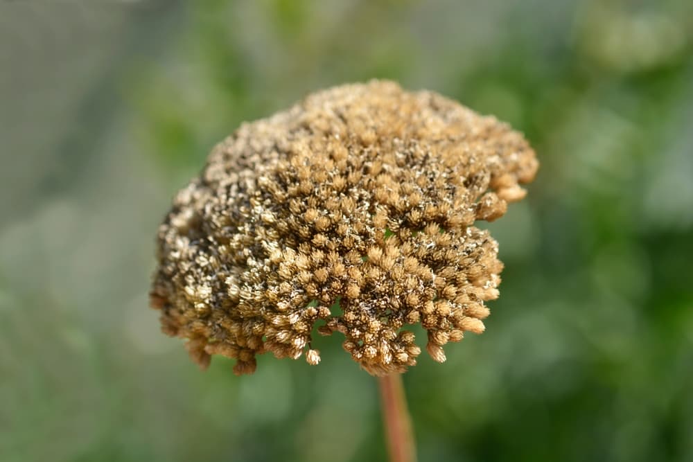 yarrow flower that has gone to seed