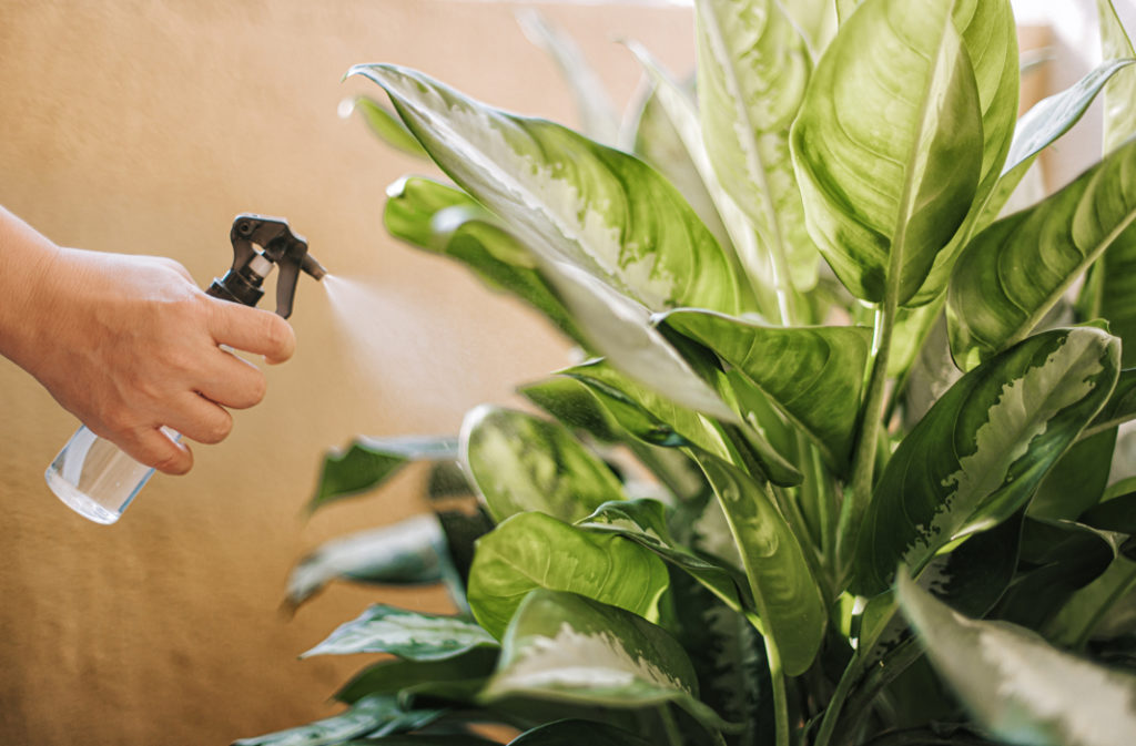 a spray bottle being used to apply pesticides onto a houseplant with big, variegated leaves