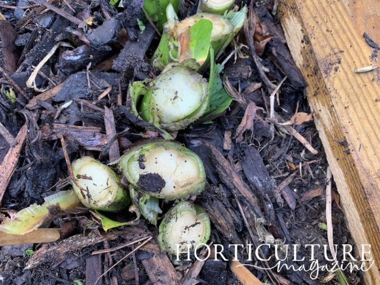 How (And When) To Cut Back Canna Lily Horticulture.co.uk