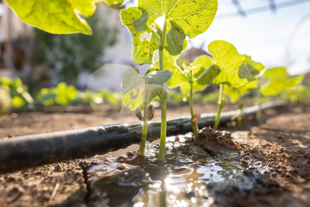 young green-leaved plants growing in an area with black irrigation pipes